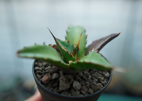アガベ　チタノタ　ハデス　Agave titanota Hades