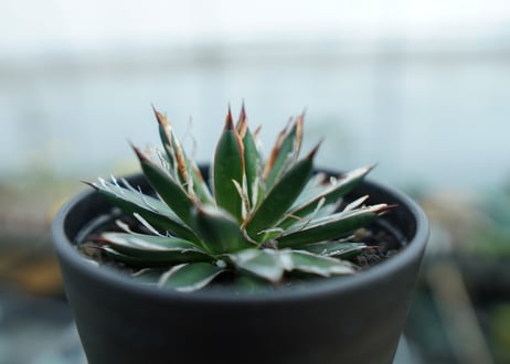 アガベ　フィリフェラ　シディゲラ　agave filifera ssp. schidigera