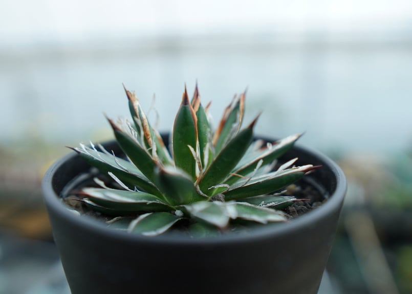 アガベ フィリフェラ シディゲラ agave filifera ssp. schidigera