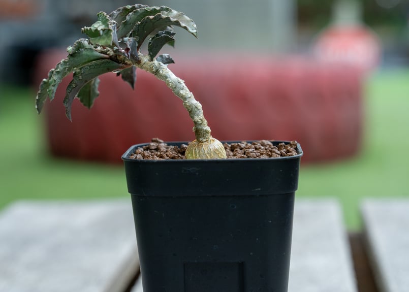 ユーフォルビア アンボボンベンシス | mana's farm:塊根植物・アガベ