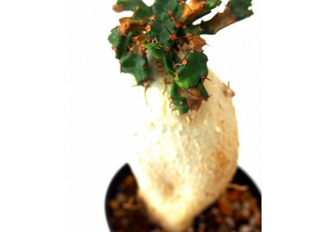 ユーフォルビア ステラータ 飛竜  Euphorbia stellata　№5