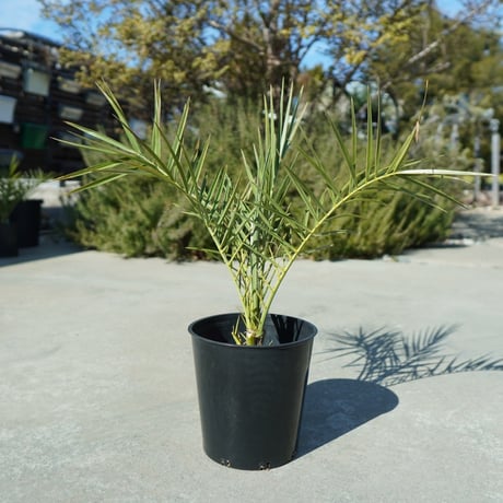 TOMO's　現物「ナツメヤシ」10号　H100ｃｍ　Phoenix ◇フェニックス・ナツメヤシ・10号◇国産デーツ苗！◇全長80CM