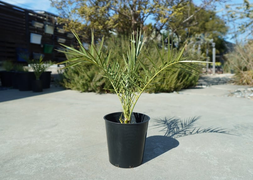 現物「ナツメヤシ」10号　Phoenix dactylifera　デーツパーム ナツメヤシ Phoenix dactylifera No.1 | mana's farm:塊