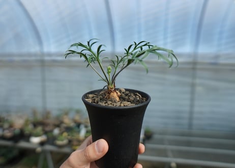 ペラルゴニウム　ビオリフロルム　Pelargonium violiflorum　C13