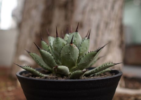 アガベ　マクロアカンサ×ポタトラム　 Agave macroacantha×potatoruｍ　NO.5