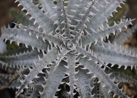 Dyckia mountain of needles