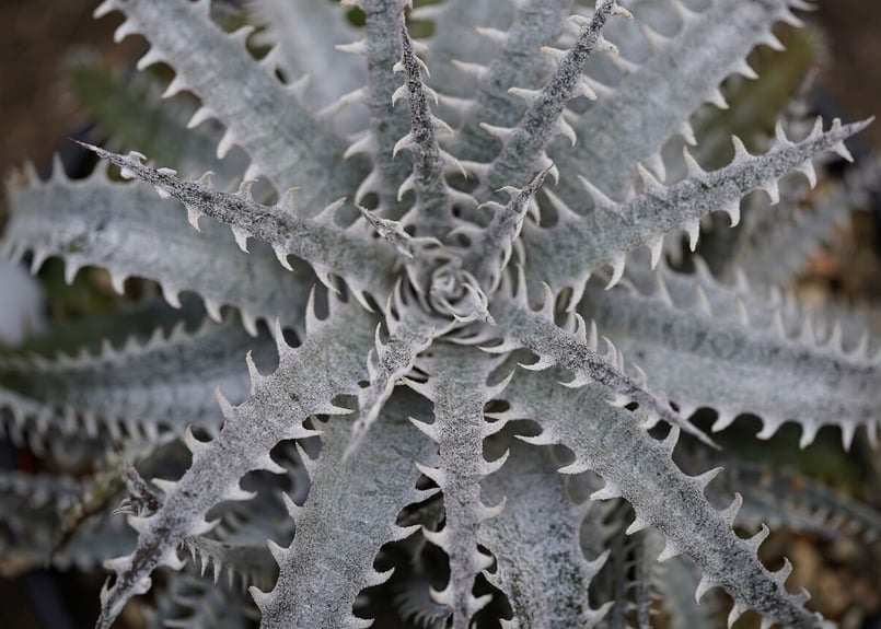 Dyckia mountain of needles | mana's farm:塊根植物・ア