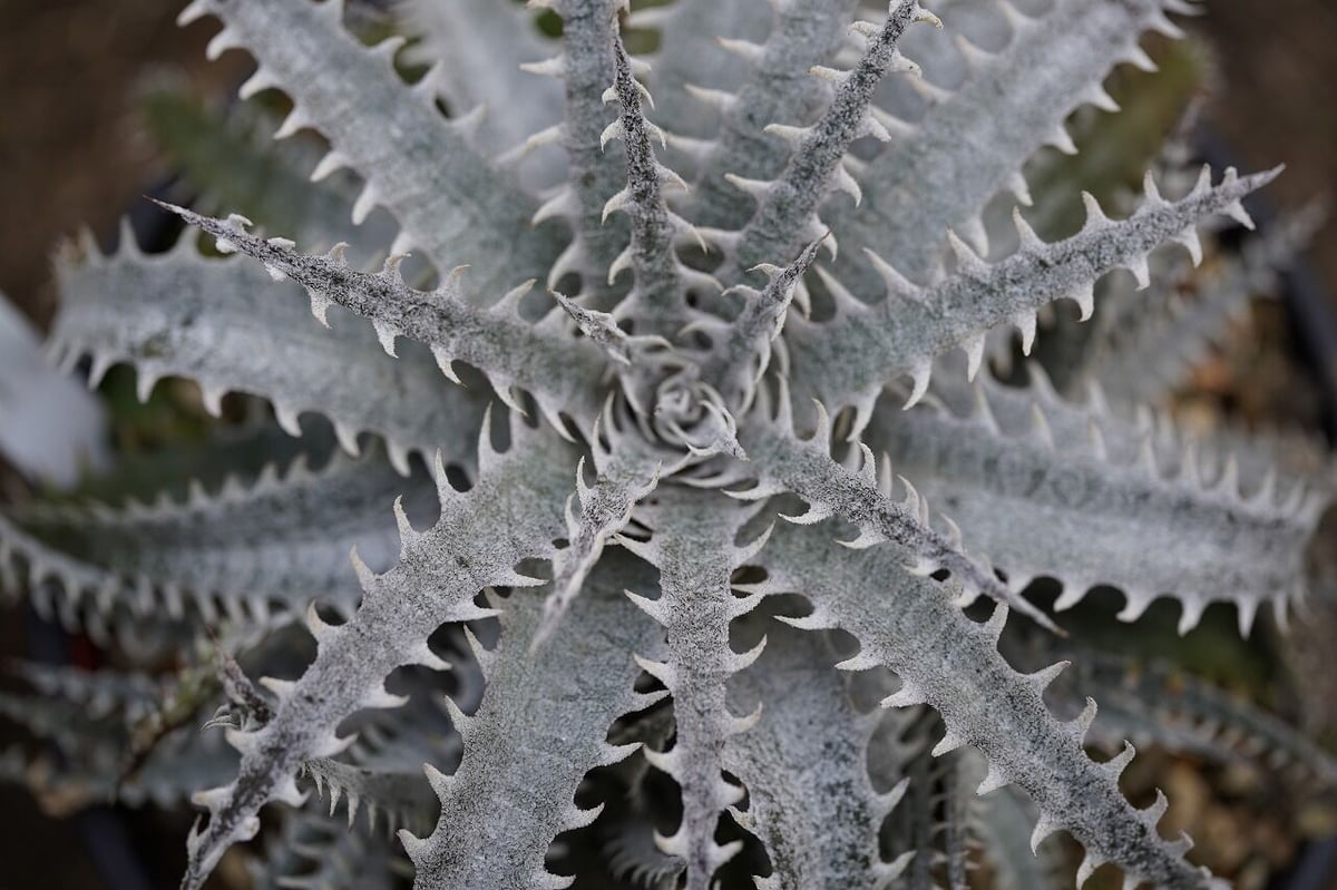 Dyckia mountain of needles | mana's farm:塊根植物・ア