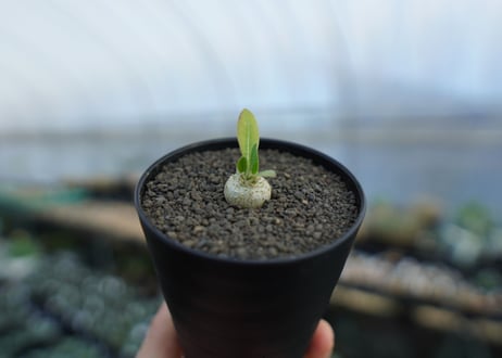 パキポディウム　恵比寿笑い　Pachypodium brevicaule　No.1