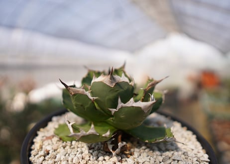 agave titanota 　dwarf　No.2