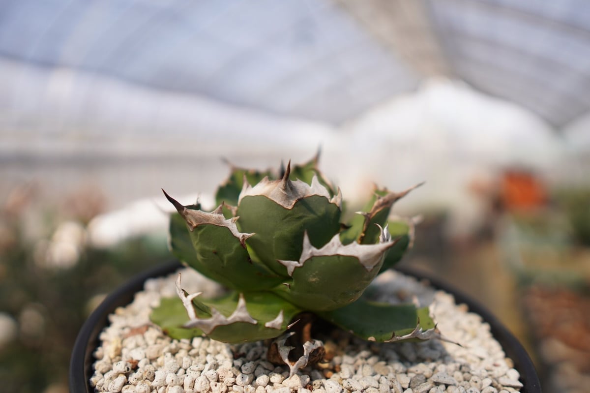 agave titanota dwarf No.2 | mana's farm:塊根植物・ア