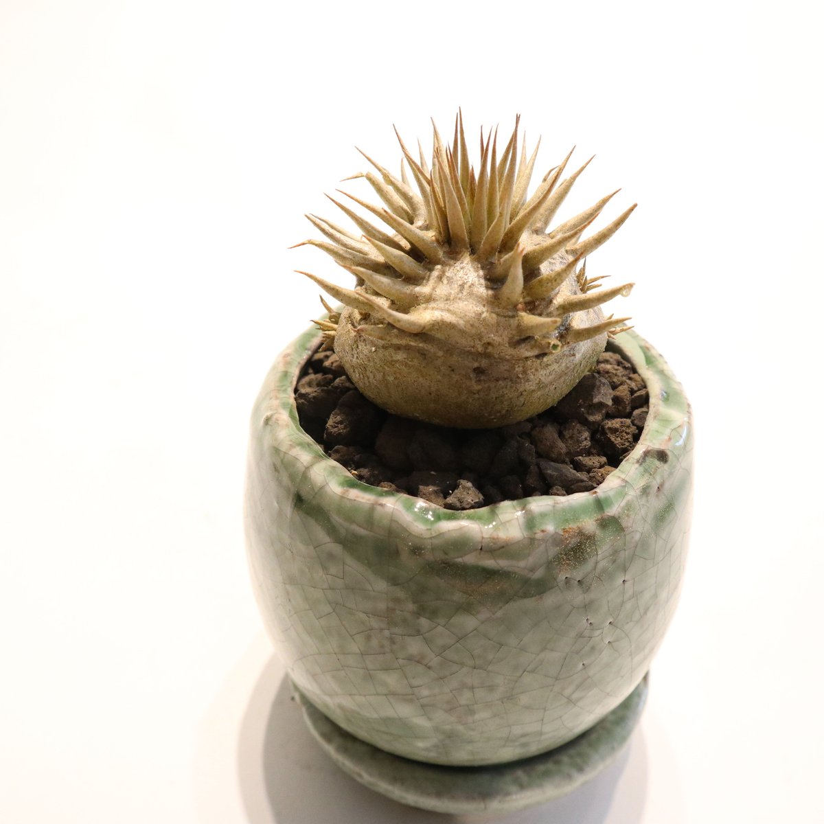 パキポディウム エブレネウム 国内実生 | mana's farm:塊根植物