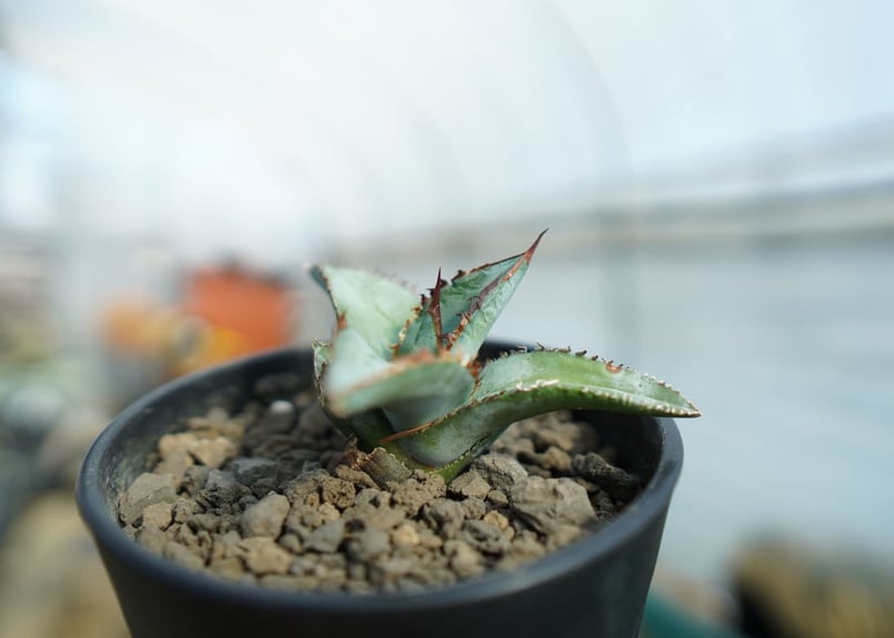 アガベ チタノタ ブルー Agave titanota Blue NO.1 | mana's