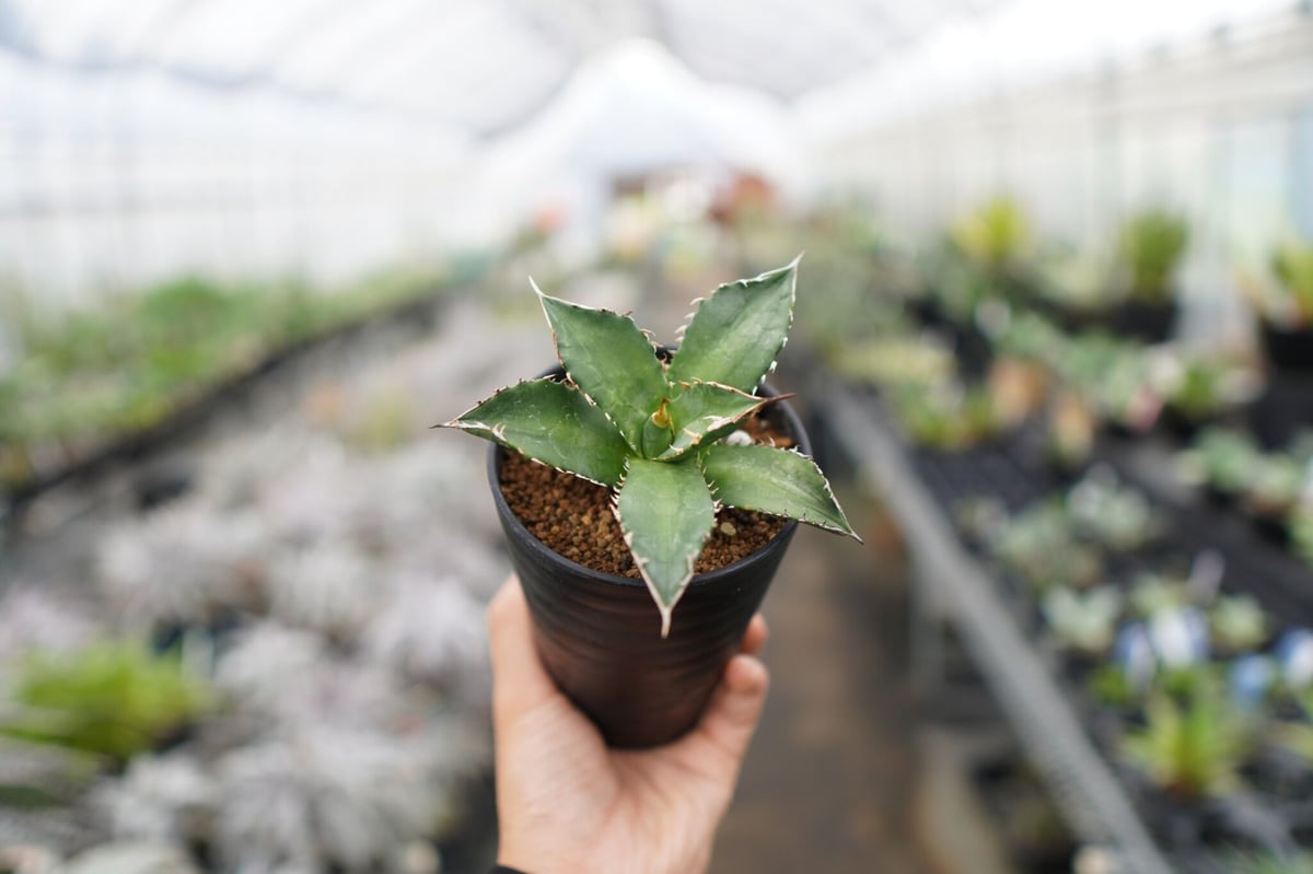 将来有望！】チタノタ 台湾実生株 《1》 | mana's farm:塊根植物