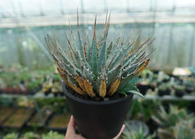 アガベ！ユタエンシス！ アガベ ユタエンシス No.1 | mana's farm:塊根植物・アガベ・ドライ