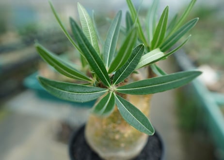 パキポディウム　グラキリス　 Pachypodium Gracilius  No.3