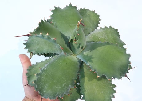 Agave potatorum 'Cameron Blue'