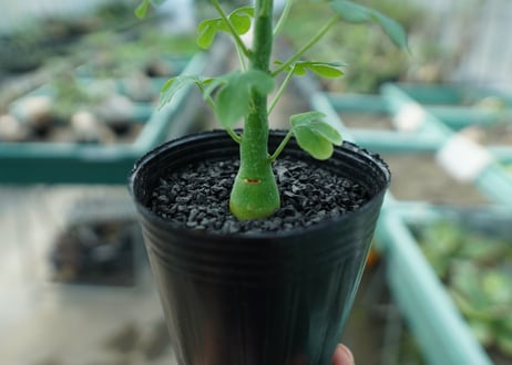 アデニア　グラウカ　Adenia glauca  No.8
