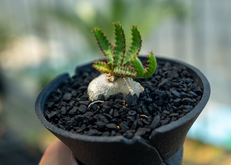 ユーフォルビア 飛竜 Euphorbia stellata | mana's farm:塊根植