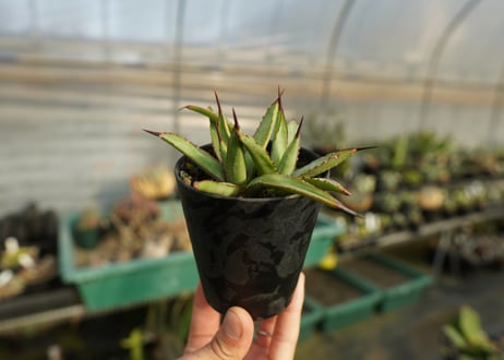アガベ　リトルシャーク　Agave Little Shark
