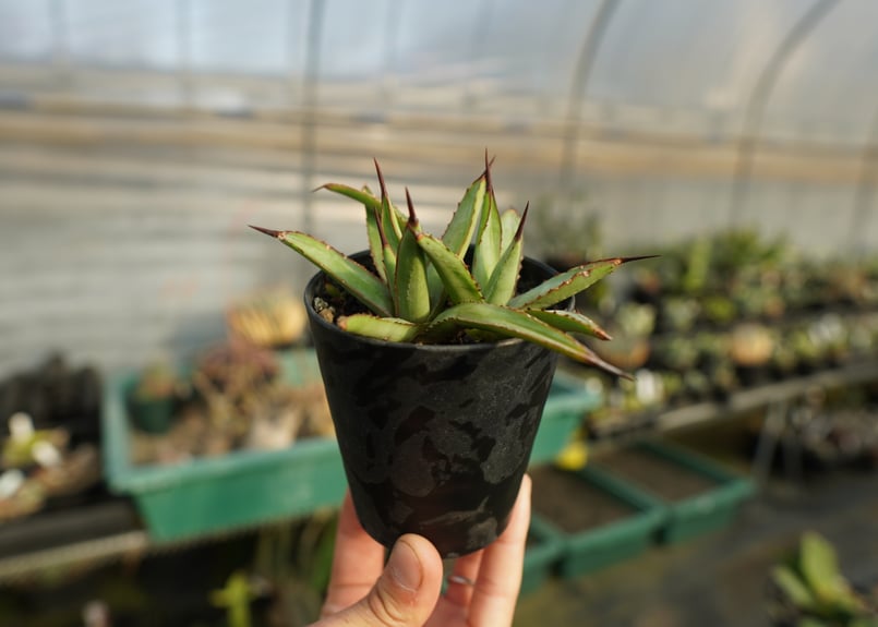 アガベ リトルシャーク Agave Little Shark | mana's farm:塊根