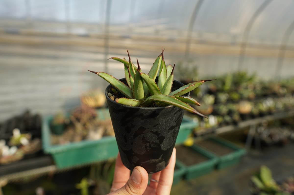 【太刺　リトルシャーク・ロイヤルスピン　アガベ】 太刺 リトルシャーク・ロイヤルスピン アガベ】 極太刺 希少リトル