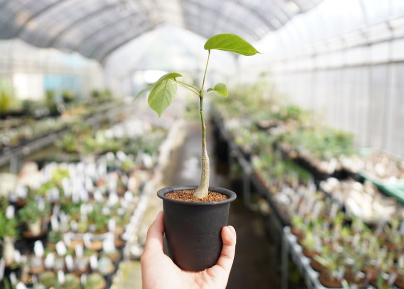 ボンバックス | mana's farm:塊根植物・アガベ・ドライガーデン植物