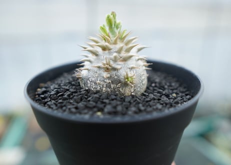 パキポディウム　恵比寿大黒　Pachypodium Densicaule　No.10