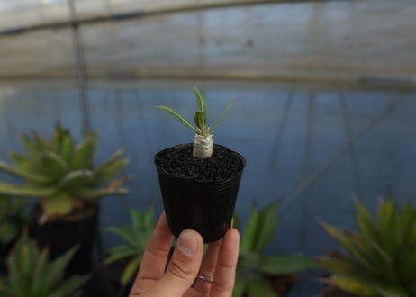 パキポディウム　デンシフローラム　Pachypodium densiflorum