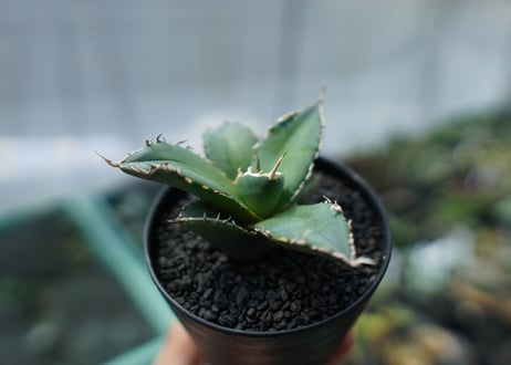 アガベ　チタノタ　FO-76　agave titanota  FO-76　No.3