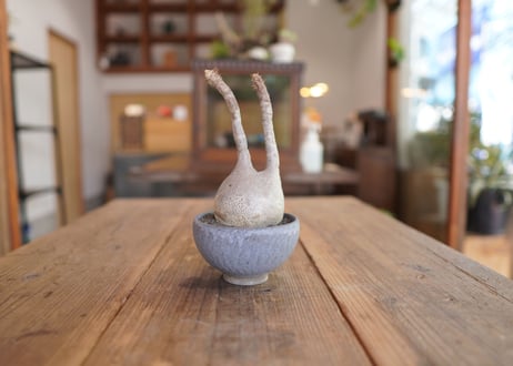 パキポディウム　グラキリス　 Pachypodium Gracilius