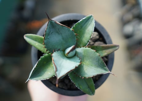 アガベ　チタノタ　ブルー　Agave Titanota Blue　No.1