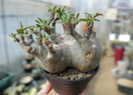 パキポディウム　グラキリス　 Pachypodium Gracilius　No.2