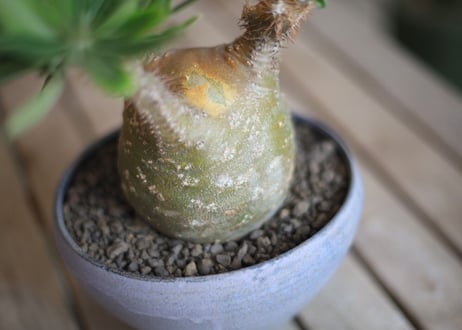 パキポディウム　グラキリス　 Pachypodium Gracilius