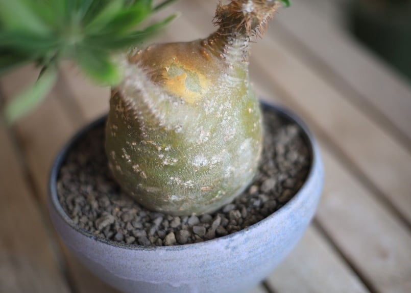 パキポディウム グラキリス Pachypodium Gracilius | mana's f