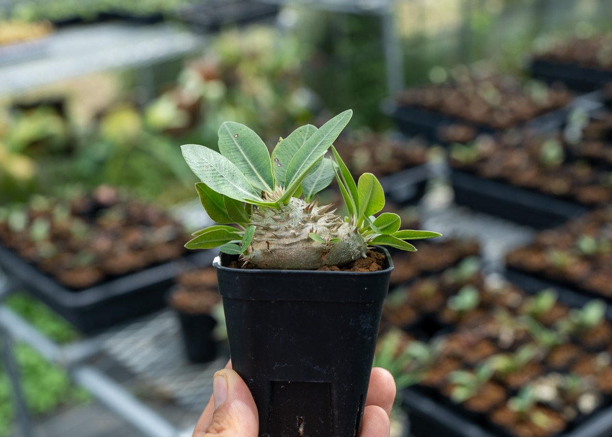 パキポディウム恵比寿笑い 発根済み N/OH 鉢ごと発送 コロ鉢 芽の巣山 パキポディウム 恵比寿笑い 沖縄実生 | mana's farm:塊根植物・アガベ