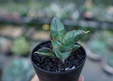 アガベ　チタノタ　 ブラックアンドブルー 　Agave titanota black and blue　No.3
