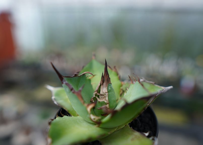 アガベ チタノタ ハデス Agave titanota Hades No.1 | mana's アガベ チタノタ ハデス Agave titanota Hades No.1 | mana's