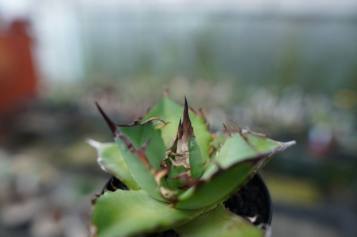 アガベ チタノタ CJ-1 ハデス アガベ・チタノタ ハデス (CJ1) 芽-001｜agave titanota CJ-1 ha