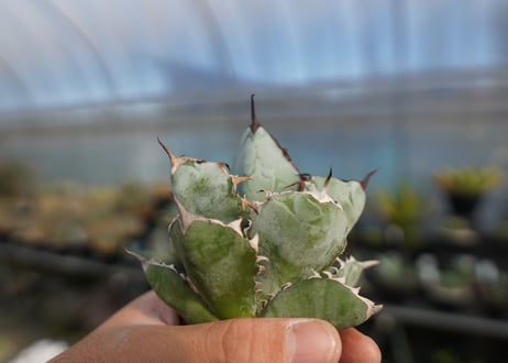 agave titanota ブラック＆ブルー　No.6