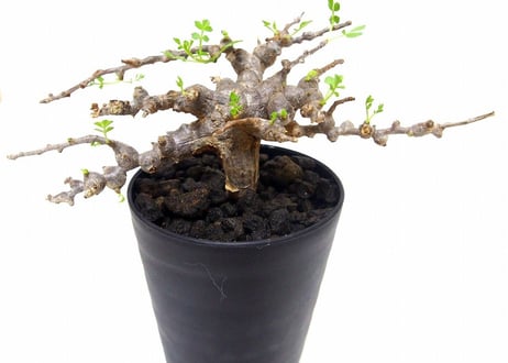 Commiphora sp. 'Eyl' コミフォラ エイル　№2