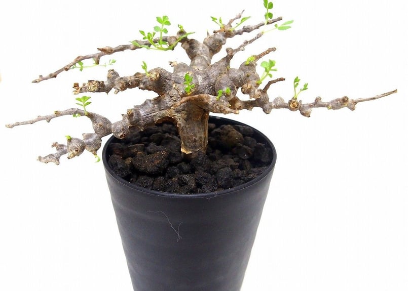 Commiphora sp. 'Eyl' コミフォラ エイル №2 | mana's gree...