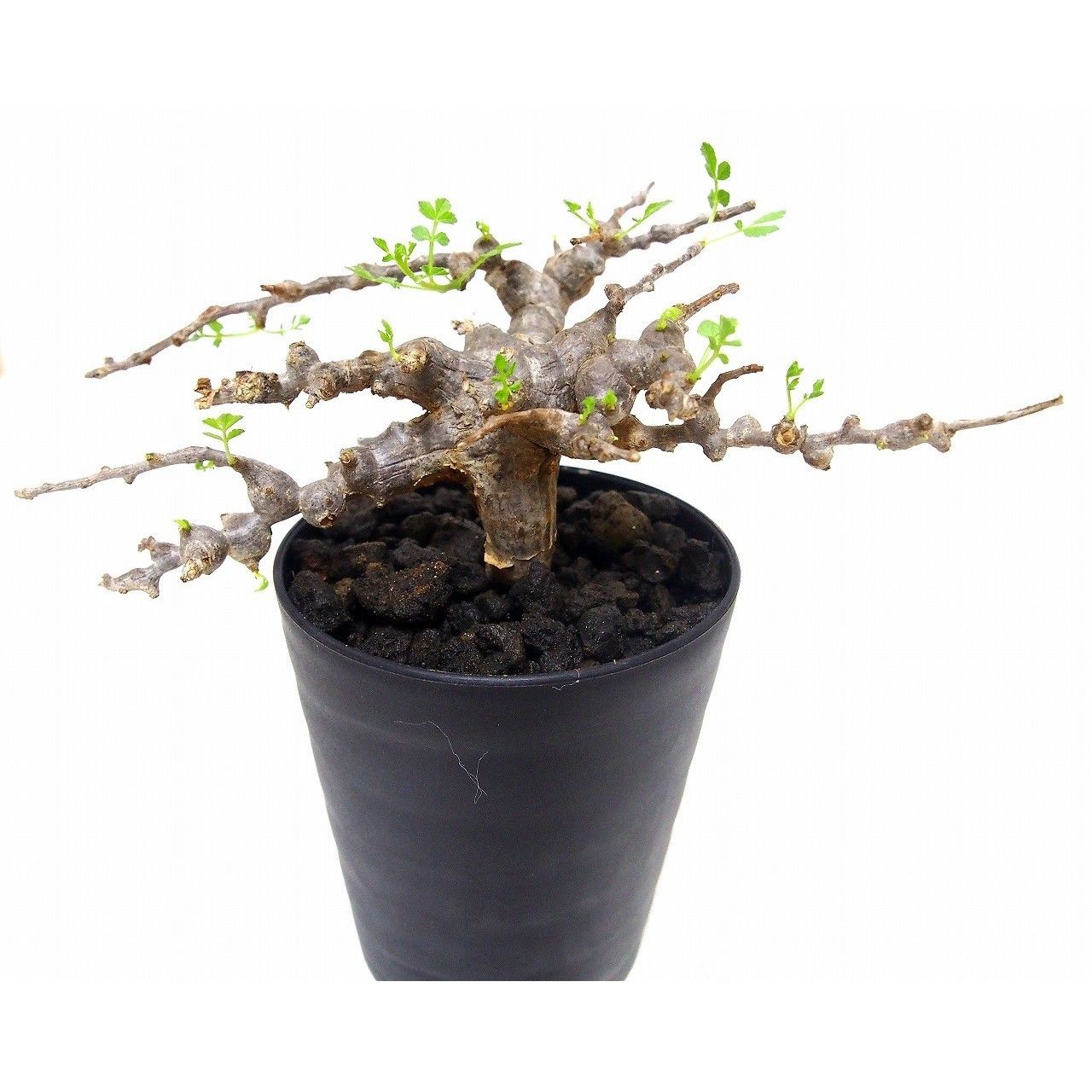 Commiphora sp. 'Eyl' コミフォラ エイル №2 | mana's farm