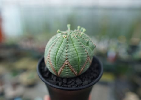 ユーフォルビア　オベサ　Euphorbia obesa