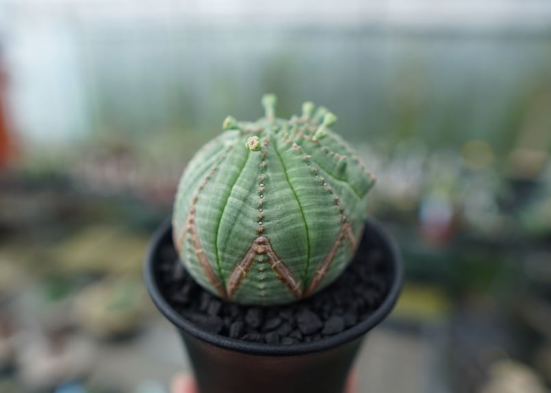 ユーフォルビア オベサ Euphorbia obesa | mana's farm:塊根植物・