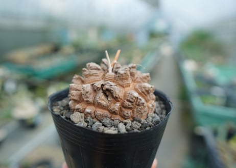 【長谷川園芸産】亀甲竜　Dioscorea elephantipes　No.3