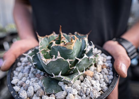 agave titanota　白鯨  ガチムチ選抜株  No.3