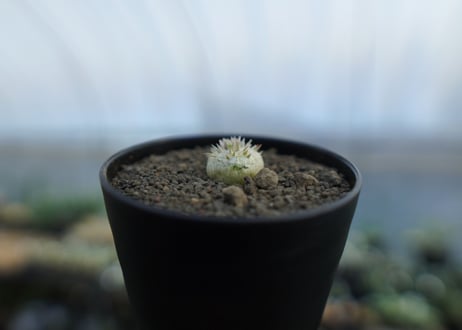 パキポディウム　恵比寿笑い　Pachypodium brevicaule　No.5