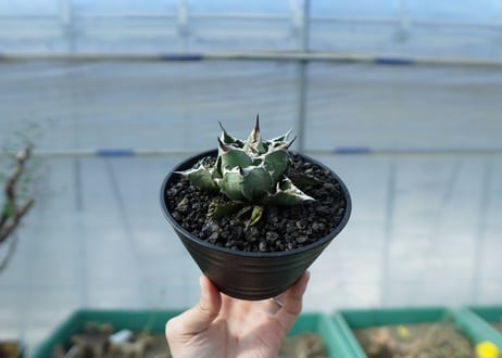 アガベ　チタノタ　FO-76　Agave titanota FO-76　No.1
