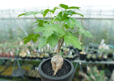 パニクラータ　hyb　Paniculata　Hyb